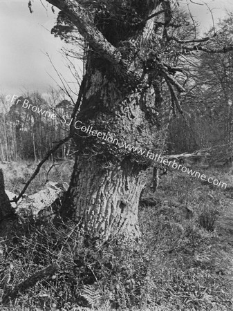 OLD OAK TREE